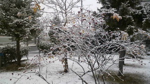 2018112108060000.jpg